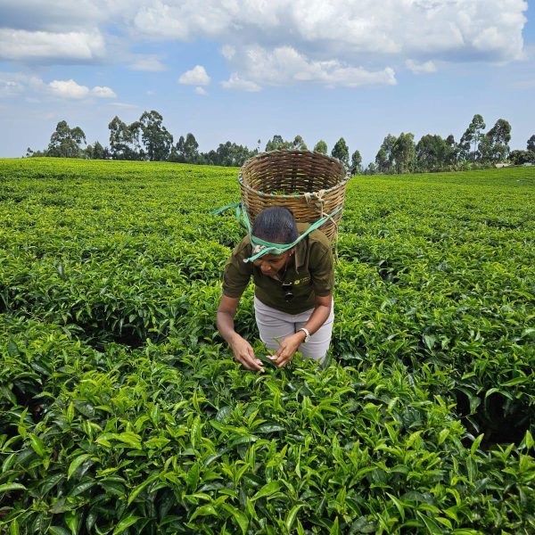 peshwood-tea-exporters