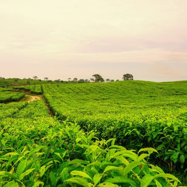 tea-farm-peshwoods