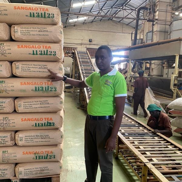 tea-manufacture-peshwood-kenya-tea-export
