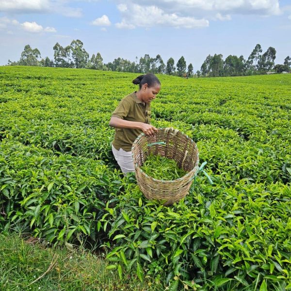 tea-plucking-peshwood-kenya-tea-export